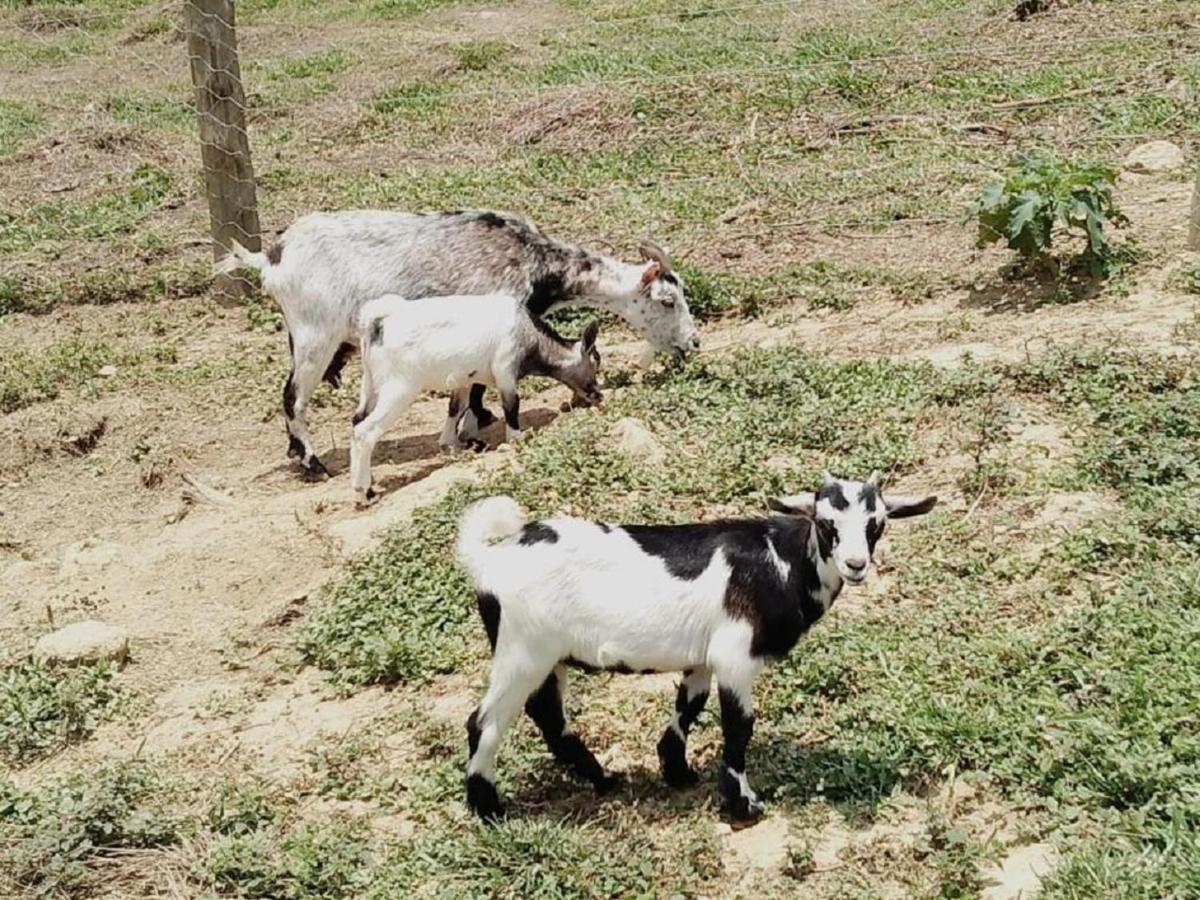 Hotel Fazenda Ararita Pôrto Feliz Exteriér fotografie