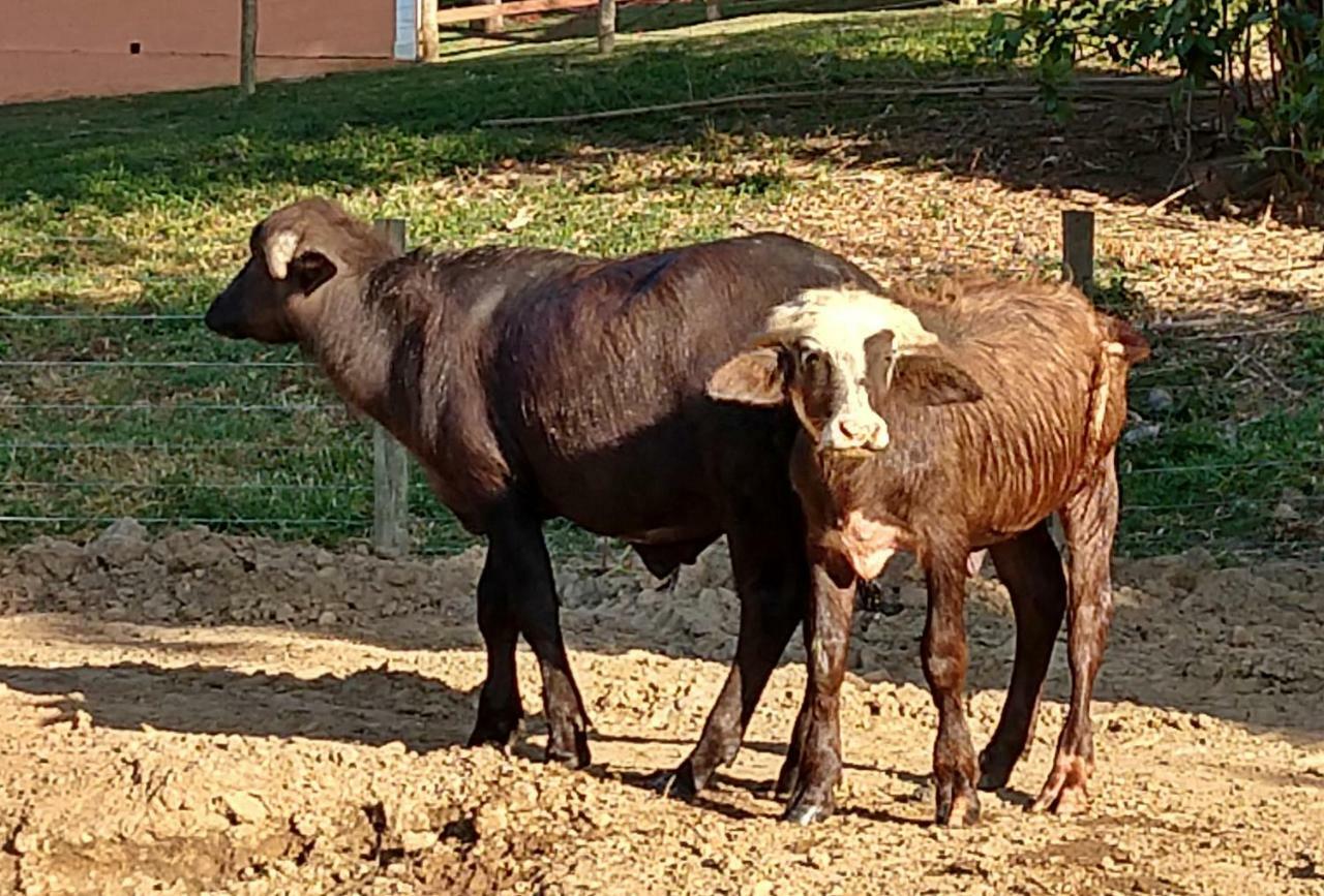 Hotel Fazenda Ararita Pôrto Feliz Exteriér fotografie